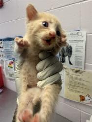 Shelter Stray Male Cat last seen MONCRIEF RD, 2020 Forest St, Jacksonville, FL 32204, USA