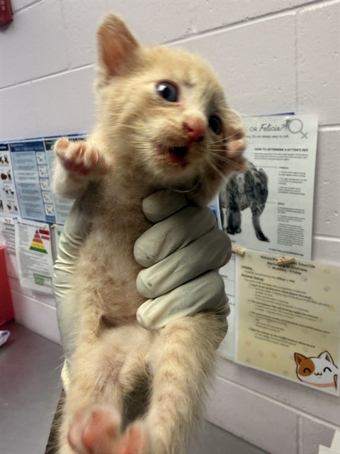 Shelter Stray Male Cat last seen MONCRIEF RD, 2020 Forest St, Jacksonville, FL 32204, USA