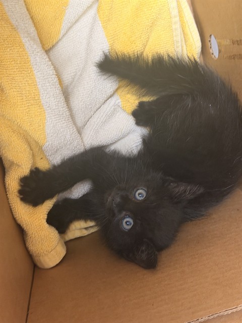 Shelter Stray Male Cat last seen NORMANDY & LANE, 2020 Forest St, Jacksonville, FL 32204, USA