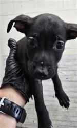Shelter Stray Female Dog last seen Near BLOCK SAN MANUEL BLVD, 333 Chandler Pl, San Bernardino, CA 92408, USA