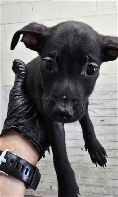 Shelter Stray Female Dog last seen Near BLOCK SAN MANUEL BLVD, 333 Chandler Pl, San Bernardino, CA 92408, USA