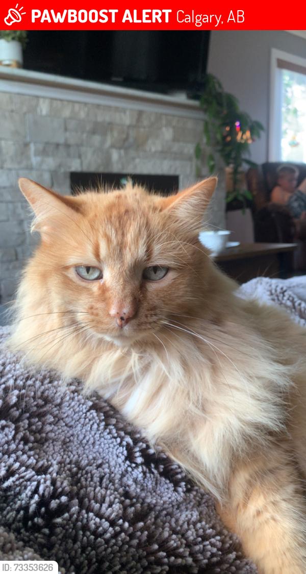 Lost Male Cat last seen ffca middle school, Calgary, AB 
