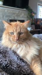 Lost Male Cat last seen ffca middle school, Calgary, AB 