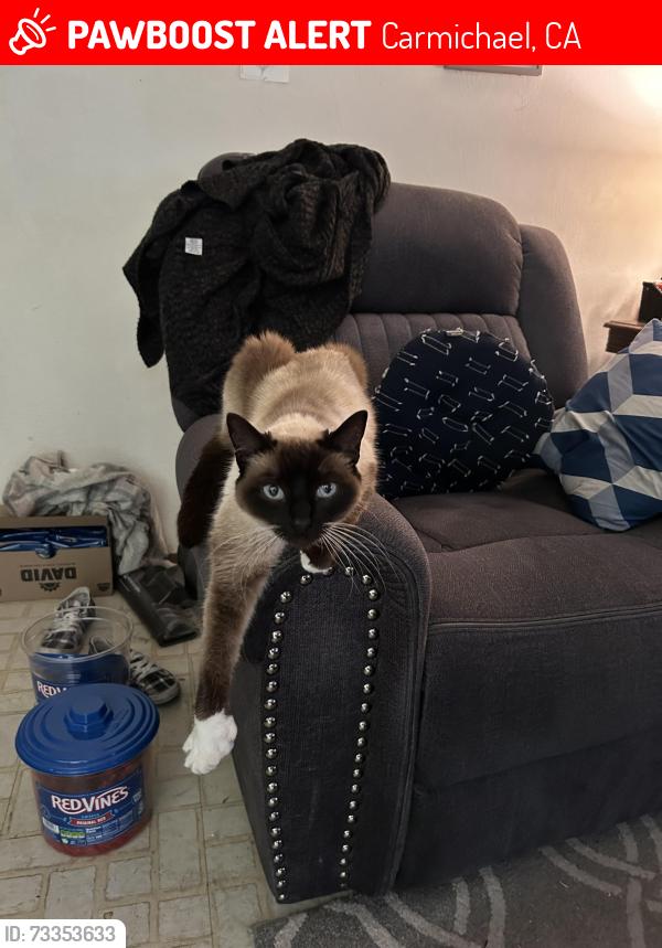 Lost Female Cat last seen Ranger, Carmichael, CA 95608