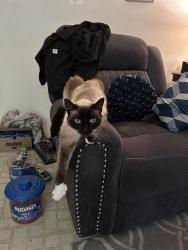 Lost Female Cat last seen Ranger, Carmichael, CA 95608
