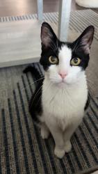 Reunited Male Cat last seen Marshall Ave, San Bernardino, CA 92405