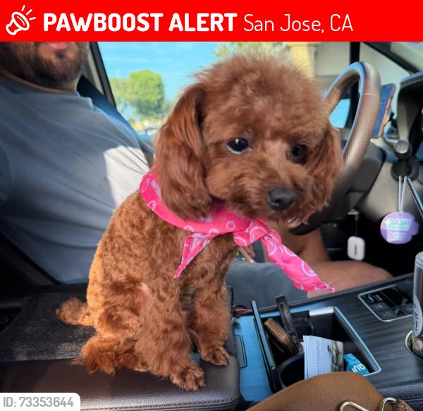 Lost Female Dog last seen Near north 19th street, San Jose, CA 95112