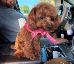 Lost Female Dog last seen Near north 19th street, San Jose, CA 95112
