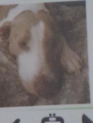Lost Male Dog last seen Highway 49, Gulfport, MS 39501