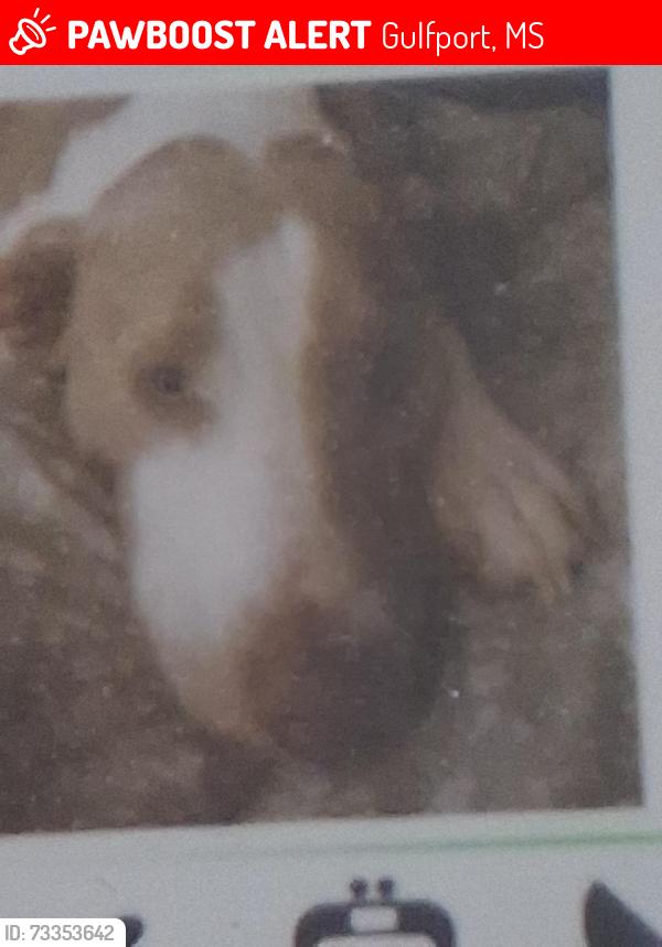 Lost Male Dog last seen Highway 49, Gulfport, MS 39501