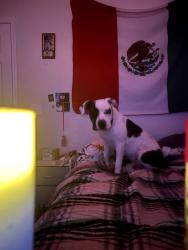 Lost Male Dog last seen Doe branch boat ramp, Little Elm, TX 75068