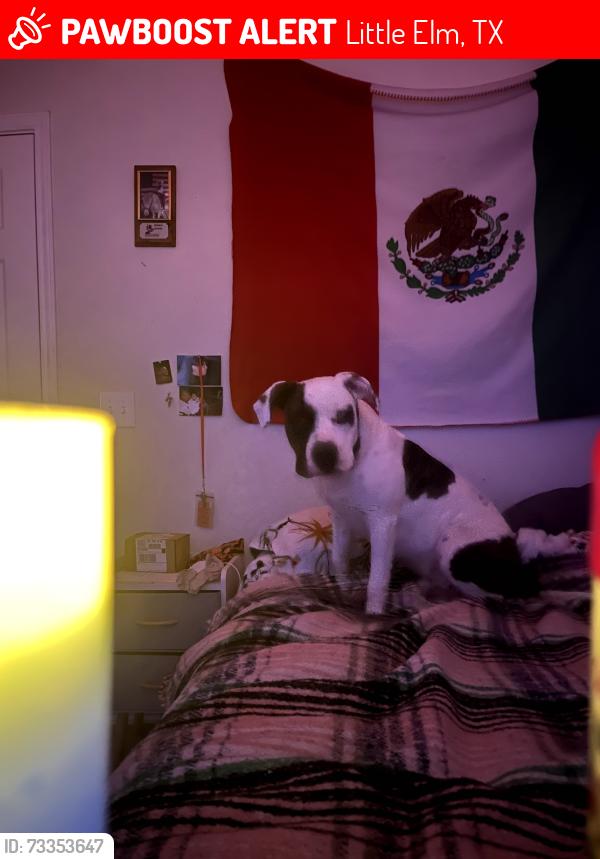 Lost Male Dog last seen Doe branch boat ramp, Little Elm, TX 75068