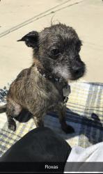 Reunited Male Dog last seen Hiddenbrooke, Seguin, TX 78155