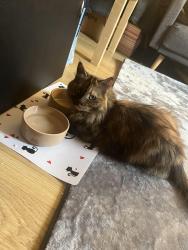 Lost Female Cat last seen Granville Gardens, Leicestershire, England LE10 0JD