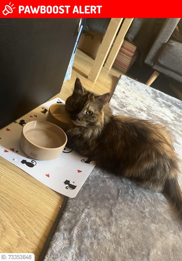 Lost Female Cat last seen Granville Gardens, Leicestershire, England LE10 0JD