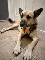 Found/Stray Female Dog last seen Fence Row and Cottonwood 78744, Austin, TX 78744