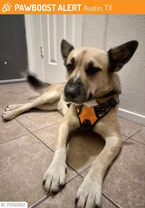 Found/Stray Female Dog last seen Fence Row and Cottonwood 78744, Austin, TX 78744