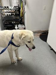 Found/Stray Male Dog last seen Silver lane, diamond bar, Diamond Bar, CA 91765