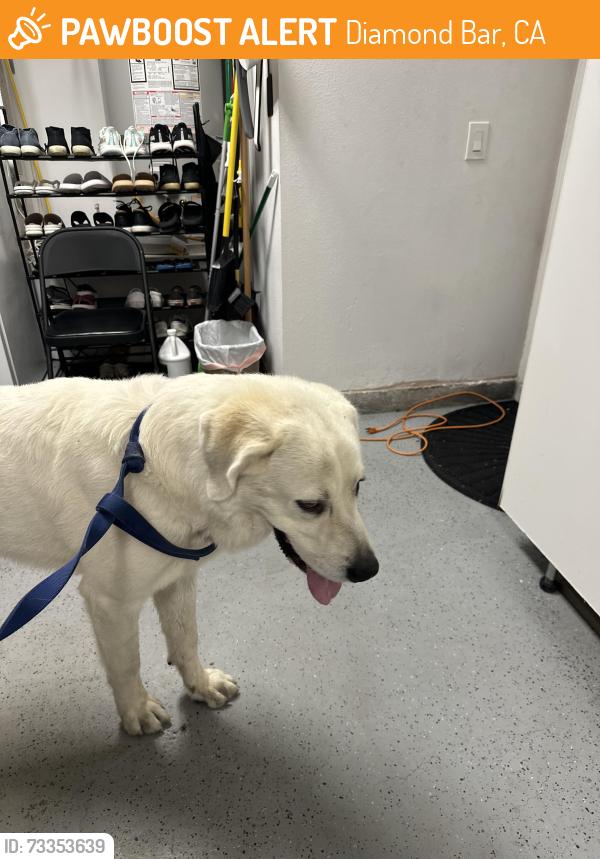 Found/Stray Male Dog last seen Silver lane, diamond bar, Diamond Bar, CA 91765