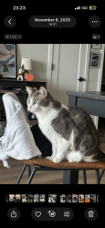 Lost Male Cat last seen Wooded Area behind 125th St W, Apple Valley, MN 55124