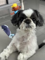 Reunited Male Dog last seen Coral Springs Dr, Coral Springs, FL 33065