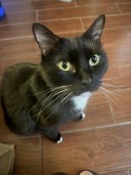 Reunited Male Cat last seen Creek Line Dr / Ravine / El Dorado blvd, Friendswood, TX 77546