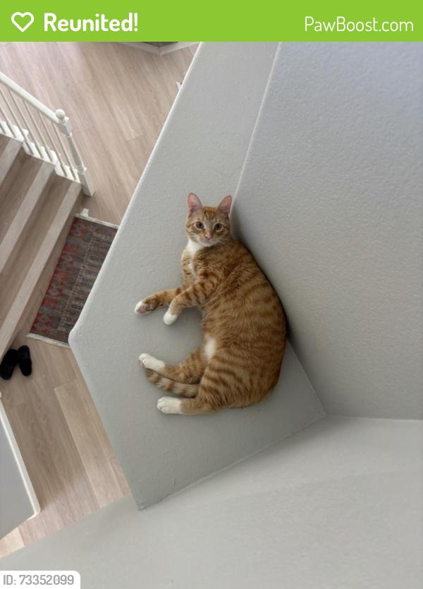 Reunited Male Cat last seen Near Asilomar Dr, Antioch, CA 94509, USA, Antioch, CA 94509