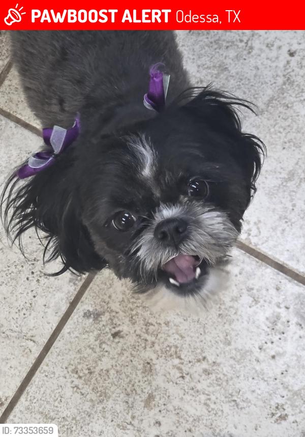 Lost Female Dog last seen 37th st and Englewood, Odessa, TX 79762