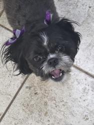 Lost Female Dog last seen 37th st and Englewood, Odessa, TX 79762