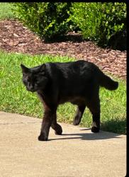 Lost Male Cat last seen Hazelwood and Avondale, Smyrna, TN 37167