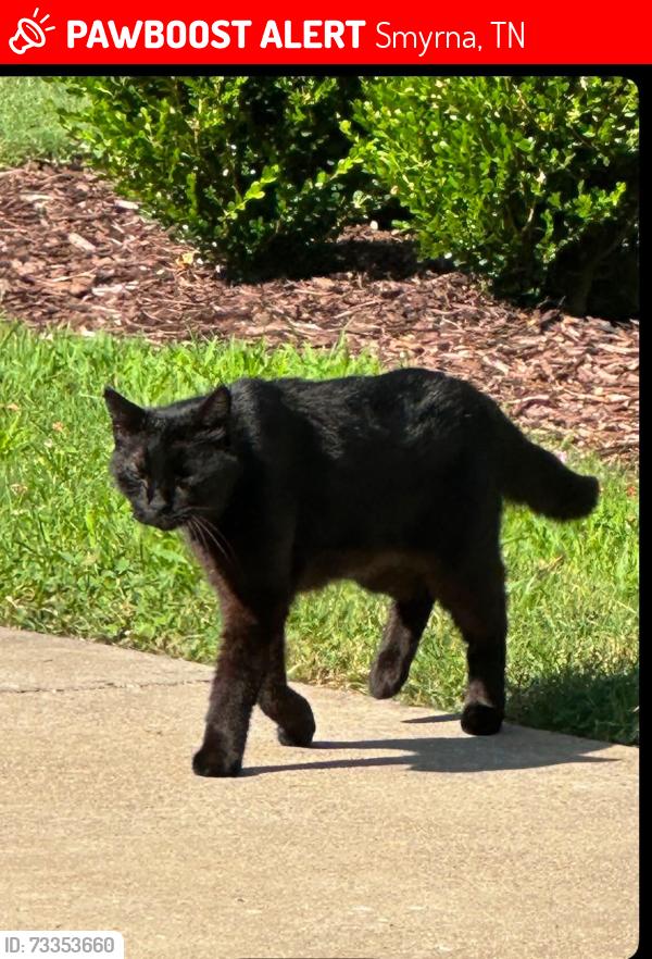 Lost Male Cat last seen Hazelwood and Avondale, Smyrna, TN 37167