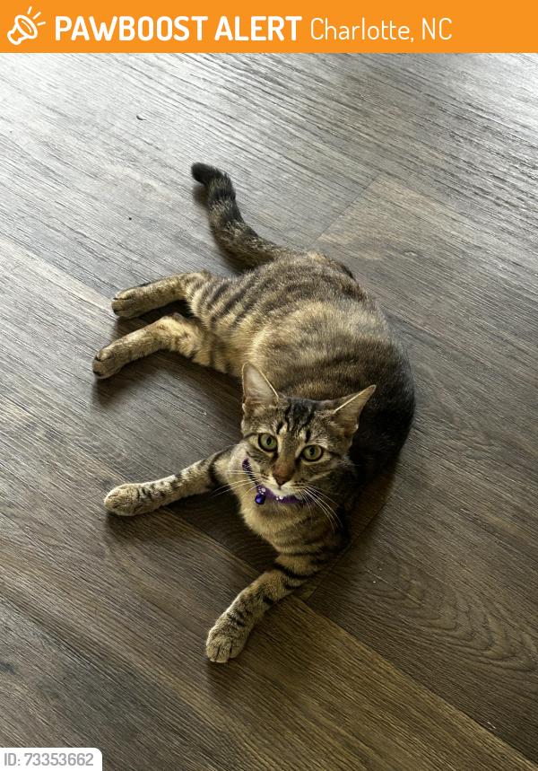 Found/Stray Female Cat last seen Food lion, Charlotte, NC 28262