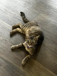 Found/Stray Female Cat last seen Food lion, Charlotte, NC 28262