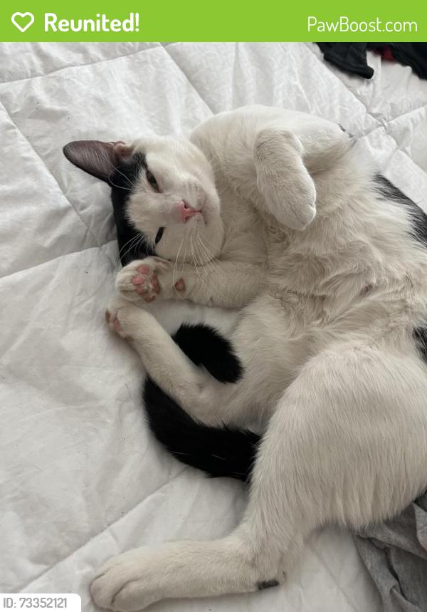 Reunited Male Cat last seen Table Mountain ct, Antioch, CA 94531