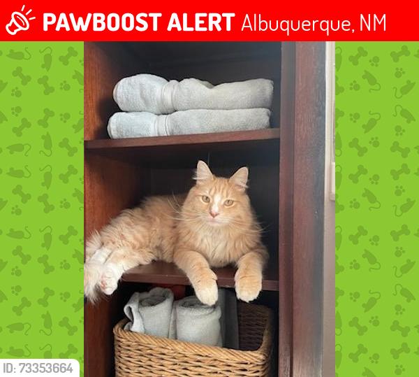Lost Male Cat last seen Aspen and Wellesley, Albuquerque, NM 87106