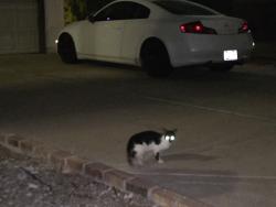 Found/Stray Unknown Cat last seen 77th and cactus, Peoria, AZ 85345