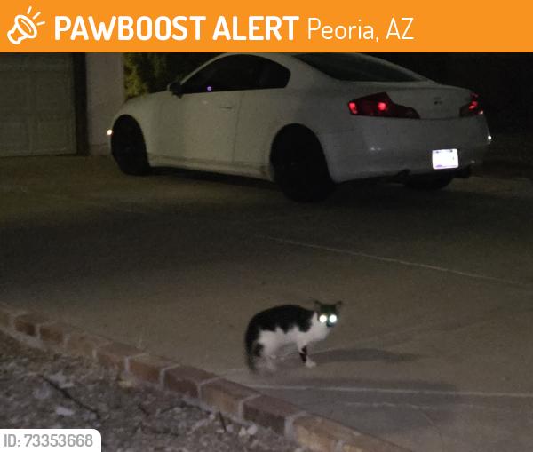 Found/Stray Unknown Cat last seen 77th and cactus, Peoria, AZ 85345