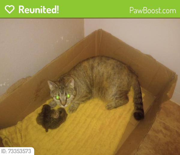 Reunited Female Cat last seen 1st street, west av d, Bismarck, ND 58501