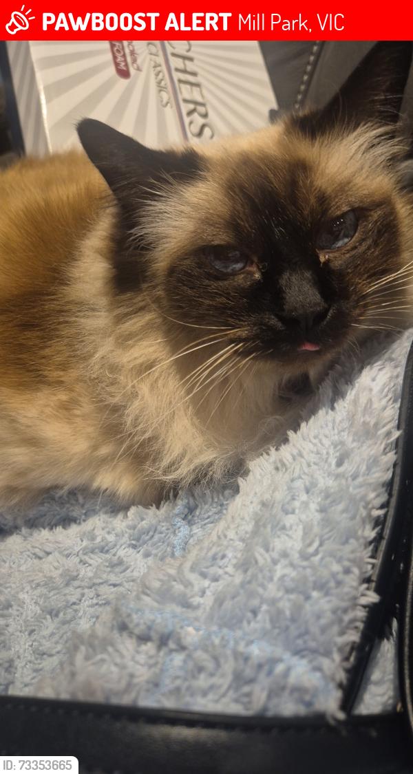 Lost Female Cat last seen Near bamboo court mill park, Mill Park, VIC 3082