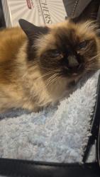 Lost Female Cat last seen Near bamboo court mill park, Mill Park, VIC 3082