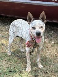 Found/Stray Male Dog last seen Between Gov RL Road and Old Hwy 69, Caddo, OK 74729