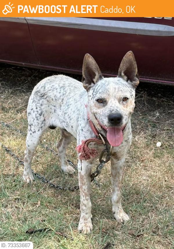 Found/Stray Male Dog last seen Between Gov RL Road and Old Hwy 69, Caddo, OK 74729