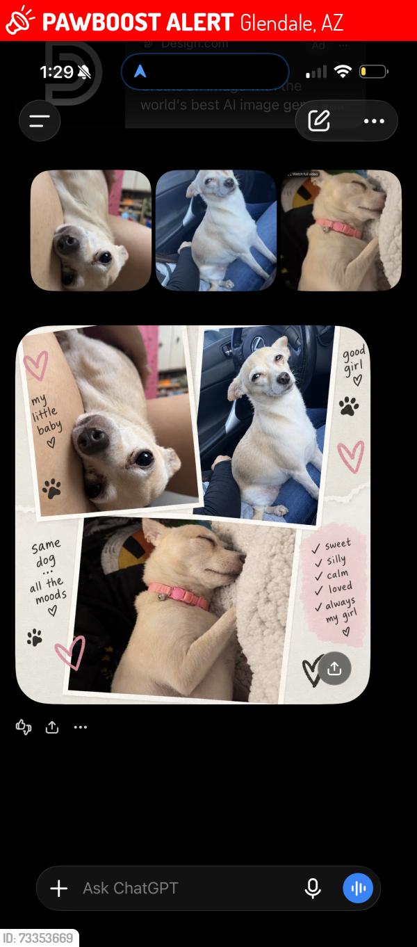 Lost Female Dog last seen 67th ave & ocotillo, Glendale, AZ 85301