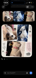 Lost Female Dog last seen 67th ave & ocotillo, Glendale, AZ 85301
