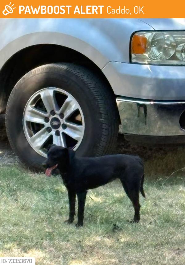 Found/Stray Unknown Dog last seen Gov RL Williams Rd and Old Hwy 69, Caddo, OK 74729