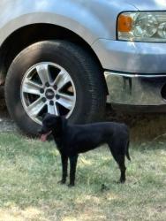 Found/Stray Unknown Dog last seen Gov RL Williams Rd and Old Hwy 69, Caddo, OK 74729