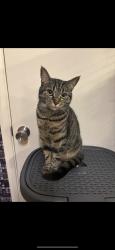 Lost Female Cat last seen Ha97nz, Greater London, England HA9 7NZ