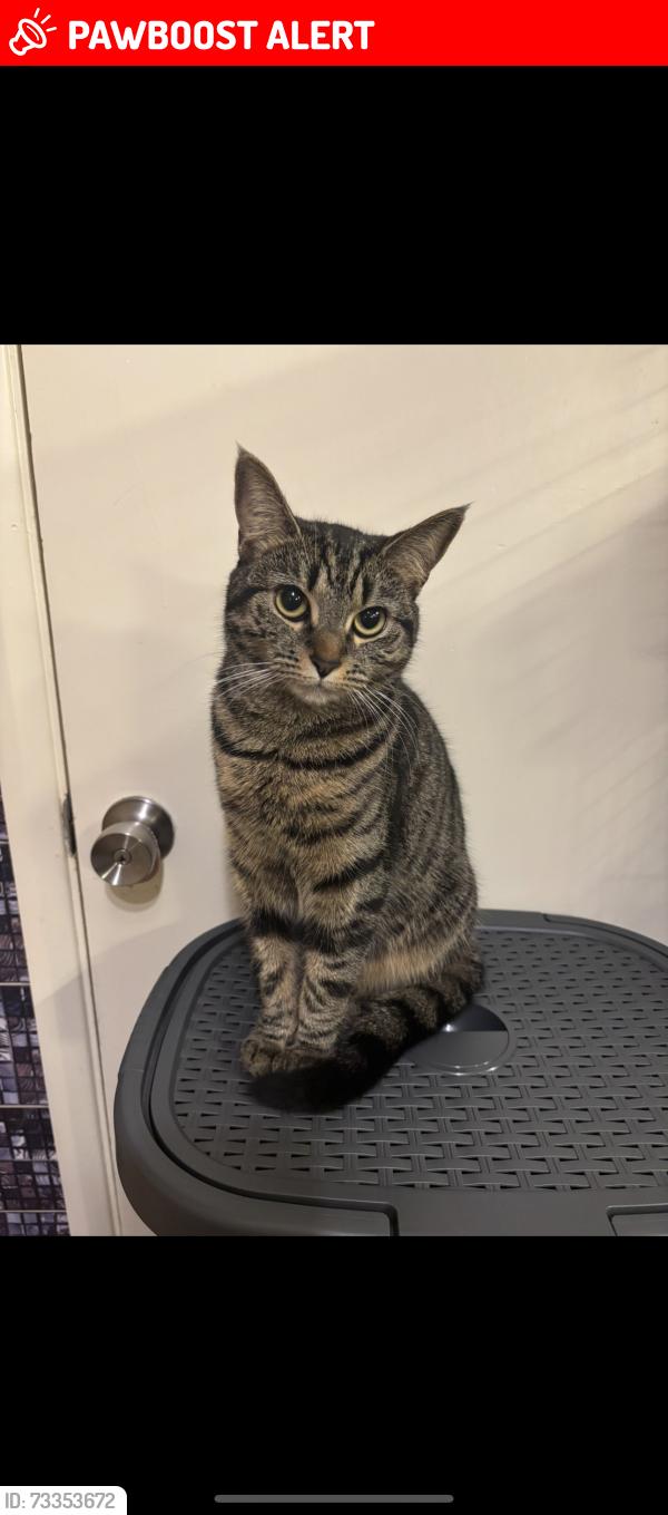 Lost Female Cat last seen Ha97nz, Greater London, England HA9 7NZ