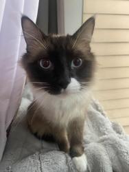 Lost Male Cat last seen Sunrise blvd, Rancho Cordova, CA 95670