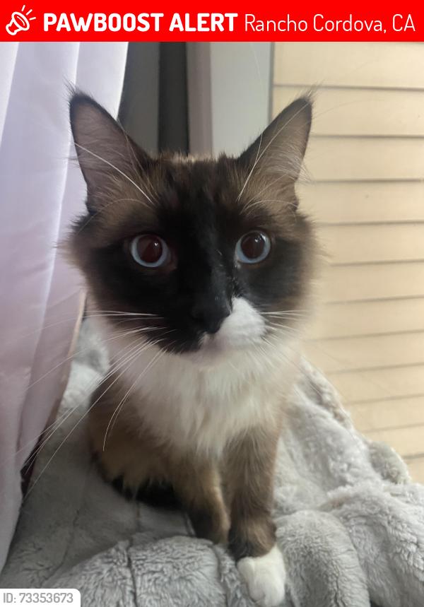 Lost Male Cat last seen Sunrise blvd, Rancho Cordova, CA 95670